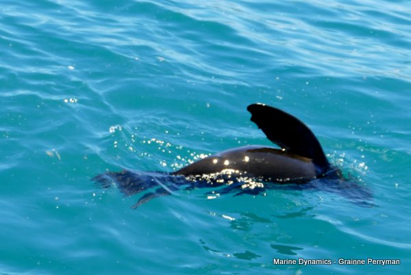 Cape fur seal, Shark cage diving, Gansbaai, Western Cape